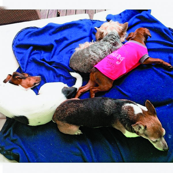 Ветеринар питомцев первых лиц государства: «Мне не до звездности. Главное – помочь» - «Интервью Звёзд» Ветеринар питомцев первых лиц государства: «Мне не до звездности. Главное – помочь» - «Интервью Звёзд»