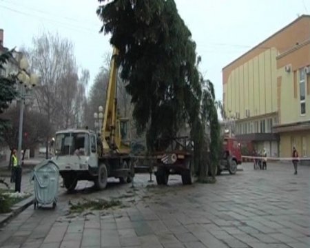 В Ровно устанавливают гигантскую 70-летнюю елку (фото,видео)
