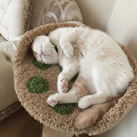 Кот Леры Кудрявцевой стал звездой Instagram (фото)