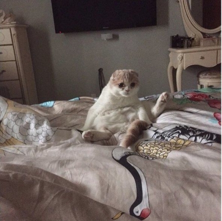 Кот Леры Кудрявцевой стал звездой Instagram (фото)