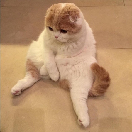 Кот Леры Кудрявцевой стал звездой Instagram (фото)